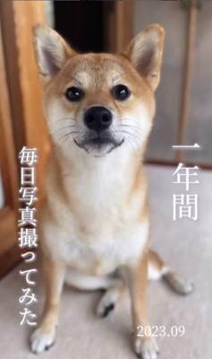 『1年間、毎日愛犬の写真を撮ってみた』結果…365日間の『愛くるしい変化』が30万再生「素敵」「ずっと可愛い」「愛情あふれてる」と絶賛