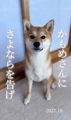 『1年間、毎日愛犬の写真を撮ってみた』結果…365日間の『愛くるしい変化』が30万再生「素敵」「ずっと可愛い」「愛情あふれてる」と絶賛