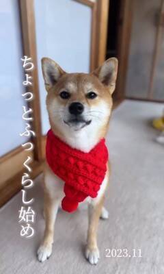 『1年間、毎日愛犬の写真を撮ってみた』結果…365日間の『愛くるしい変化』が30万再生「素敵」「ずっと可愛い」「愛情あふれてる」と絶賛