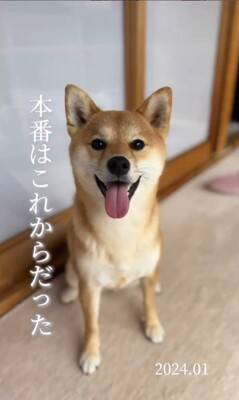 『1年間、毎日愛犬の写真を撮ってみた』結果…365日間の『愛くるしい変化』が30万再生「素敵」「ずっと可愛い」「愛情あふれてる」と絶賛