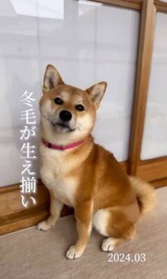 『1年間、毎日愛犬の写真を撮ってみた』結果…365日間の『愛くるしい変化』が30万再生「素敵」「ずっと可愛い」「愛情あふれてる」と絶賛