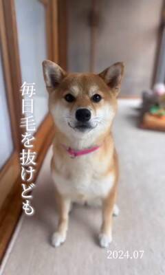 『1年間、毎日愛犬の写真を撮ってみた』結果…365日間の『愛くるしい変化』が30万再生「素敵」「ずっと可愛い」「愛情あふれてる」と絶賛