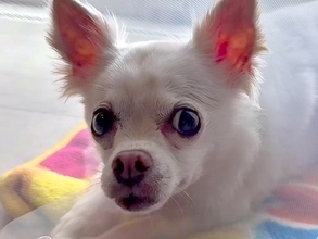 過酷な入院生活で精神が不安定になってしまった犬→心配した同居犬が…家族愛に溢れた『泣ける光景』に14万再生の反響「尊い…」「素晴らしい」