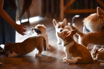 犬同士が『仲良くできない』ときの理由4つ　性格による影響や飼い主にできる改善策まで