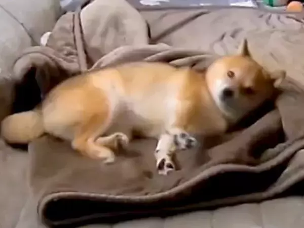 朝、犬がいなかったので『カメラで確認した』結果→毛布の上で…ワンコとは思えない『衝撃の行動』が39万再生「面白過ぎるｗ」「人間でワロタ」