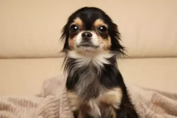 『臆病』な犬種５選　動じない性格に育てる方法はあるの？気弱なワンコへの接し方まで