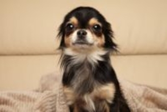 『臆病』な犬種５選　動じない性格に育てる方法はあるの？気弱なワンコへの接し方まで