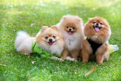 『臆病』な犬種５選　動じない性格に育てる方法はあるの？気弱なワンコへの接し方まで