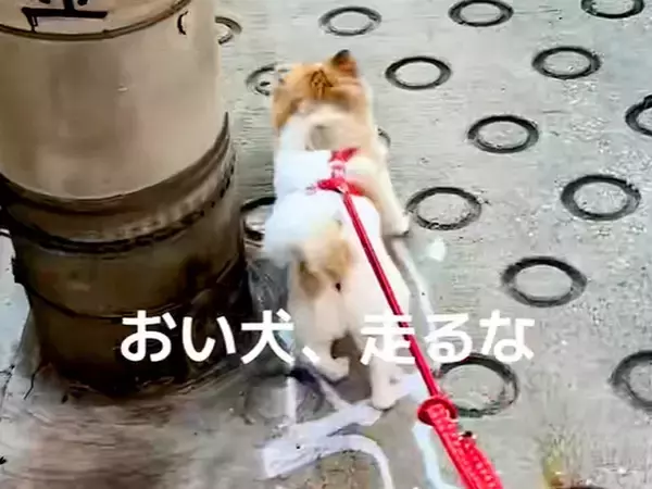 赤ちゃんを抱っこした状態で犬の散歩をした結果→爆走してしまい…ワンオペ育児が生んだ『悲劇』が43万再生「おしゃぶりｗ」「全員必死で草」