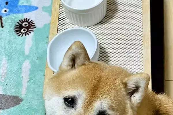 『かあさん、からっぽです…』ご飯を食べ終わった犬→お皿の前で…思った以上に切ない『表情』に4万いいね「ズルいｗｗ」「負けそうになる」