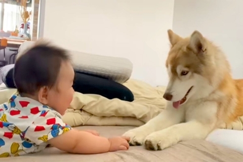 床の上で、赤ちゃんと向かい合う大型犬→まるでベビーシッター？あまりにも『愛おしい時間』が47万再生「何回も見ちゃった」「ほっこり」と反響