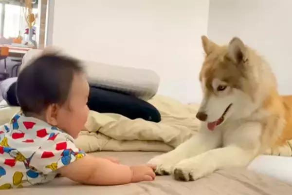 床の上で、赤ちゃんと向かい合う大型犬→まるでベビーシッター？あまりにも『愛おしい時間』が47万再生「何回も見ちゃった」「ほっこり」と反響