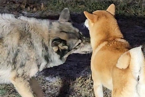 柴犬のことが好き過ぎるオオカミ犬→なぜか深く吸い込んで…『一風変わった愛情表現』が386万表示「もはや捕食で草」「気持ち分かるｗ」