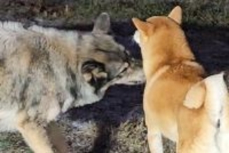 柴犬のことが好き過ぎるオオカミ犬→なぜか深く吸い込んで…『一風変わった愛情表現』が386万表示「もはや捕食で草」「気持ち分かるｗ」