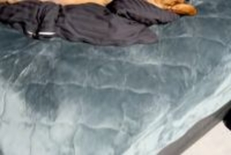 腰痛のため『柔らかいマットレス』を導入→お風呂上がり、ふとベッドを見てみたら…犬がしていた『まさかの行動』に反響「効くわーって顔で草」