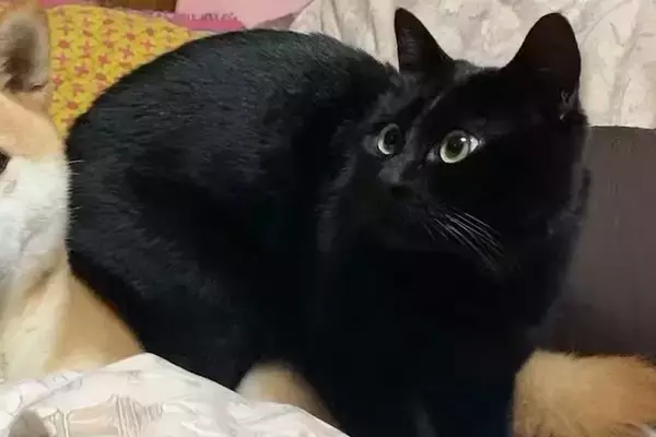 寝室に行くと、なぜか猫が『犬をベッド代わり』にしていて…愛おしい困惑の顔と『尊すぎる結末』が72万再生「落ち着くんだね」「可愛いｗ」