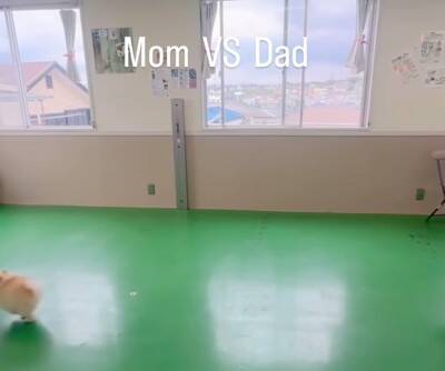 犬は『パパとママが突然離れたら』どっちに行く？検証してみたら…『まさかすぎる結末』が切ないと10万再生「なんの躊躇もないｗ」と爆笑