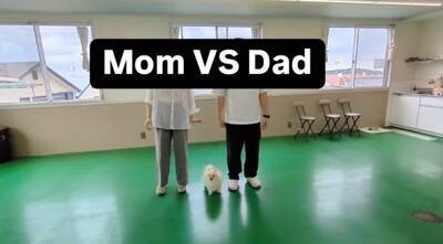 犬は『パパとママが突然離れたら』どっちに行く？検証してみたら…『まさかすぎる結末』が切ないと10万再生「なんの躊躇もないｗ」と爆笑