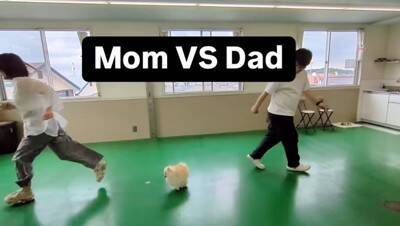 犬は『パパとママが突然離れたら』どっちに行く？検証してみたら…『まさかすぎる結末』が切ないと10万再生「なんの躊躇もないｗ」と爆笑