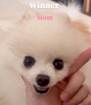 犬は『パパとママが突然離れたら』どっちに行く？検証してみたら…『まさかすぎる結末』が切ないと10万再生「なんの躊躇もないｗ」と爆笑