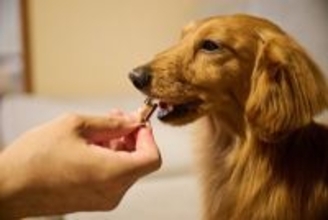 犬におやつを与えるときの注意点とは？一日にどれぐらい食べさせてもいいの？