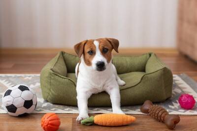 犬がモノを隠す『6つの心理』オヤツやおもちゃを隠そうとする理由や止めてほしいときの対処法まで