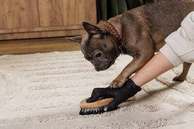 犬がトイレを失敗したときの『タブー行為』５選　飼い主が絶対やってはいけない行動とは？