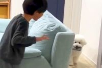 男の子のスマホを奪って逃走する犬→取り返そうとしたら…『まさかの攻防戦』を繰り広げる光景が71万再生「楽しそう」「逃げ方が賢いｗ」と絶賛