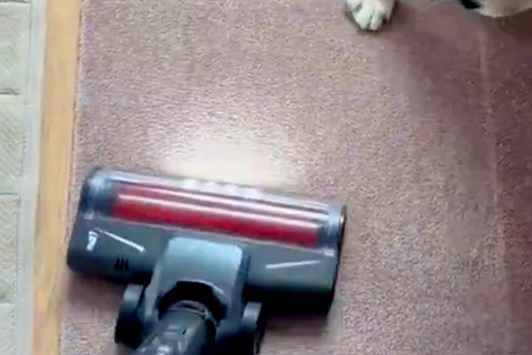 犬の抜け毛を取るため、掃除機をかけた結果→怒るに怒れない『まさかの光景』が10万表示「思ったより入念で草」「許すしかないｗｗ」と爆笑