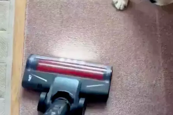 犬の抜け毛を取るため、掃除機をかけた結果→怒るに怒れない『まさかの光景』が10万表示「思ったより入念で草」「許すしかないｗｗ」と爆笑
