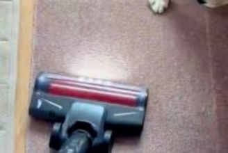 犬の抜け毛を取るため、掃除機をかけた結果→怒るに怒れない『まさかの光景』が10万表示「思ったより入念で草」「許すしかないｗｗ」と爆笑