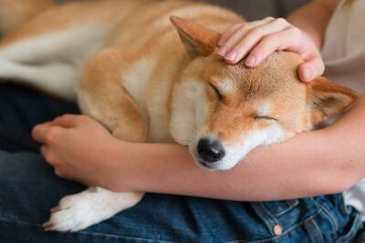 犬と人は一緒に寝ても大丈夫なの？寝床を共にするメリット・デメリットまで解説