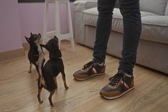 飼い主が立ち上がると犬が吠える理由4つ　主な心理や止めさせたいときの対処法まで解説