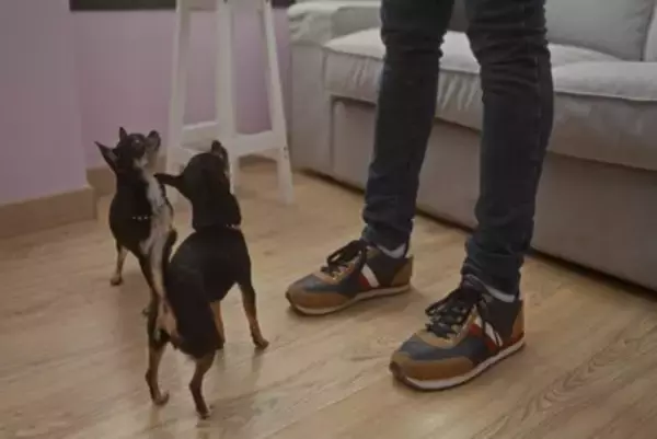 飼い主が立ち上がると犬が吠える理由4つ　主な心理や止めさせたいときの対処法まで解説