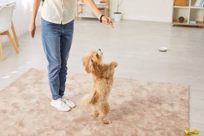 飼い主が立ち上がると犬が吠える理由4つ　主な心理や止めさせたいときの対処法まで解説
