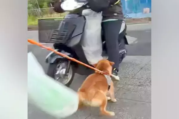 朝5時、『新聞配達のおばちゃん』を待ち伏せする犬→バイク姿が見えた瞬間に…想像以上の『大歓迎』に絶賛「愛が強すぎるw」「喜びの舞で草」
