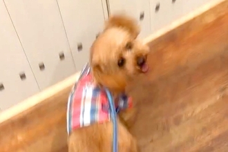 幼稚園へ愛犬を連れて行った結果→『寂しがるかな』と思いきや…ちょっぴり切ない『想定外な光景』が22万再生「全力で草」「相当楽しいんだね」