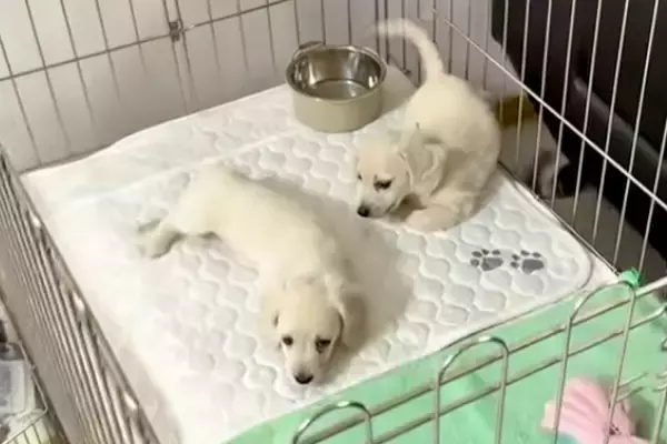 『2匹の赤ちゃん犬』に近づいた結果→嬉しさが爆発して…破壊力が高すぎる『まさかの行動』に悶絶「人を沼らせる」「可愛い以上の言葉がない」