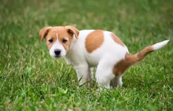 犬が外で『ウンチ』をしたときの絶対NG行為5選　避けるべきタブー行動や飼い主が守るべきマナーまで
