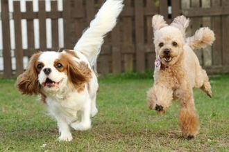 犬と『健やかに暮らす』ための方法5つ　愛犬の健康寿命を延ばすためにできることまで