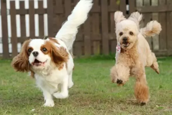 犬と『健やかに暮らす』ための方法5つ　愛犬の健康寿命を延ばすためにできることまで