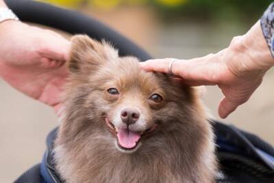 犬と『健やかに暮らす』ための方法5つ　愛犬の健康寿命を延ばすためにできることまで