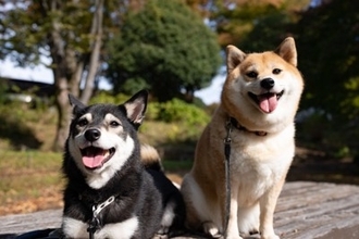 犬の『多頭飼いに向いていない人』の特徴7選　愛犬を不幸にしてしまうかも…起こり得るトラブルまで解説