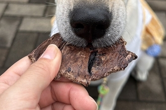 元保護犬におやつをあげた結果→思った以上に美味しかったようで…とんでもなく尊い『味わいの表情』に「可愛すぎ」「しみじみしてる」と反響