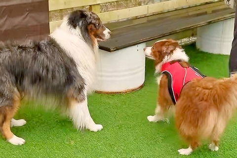 犬のオフ会で『年下男子』に恋をしてしまったワンコ→まるで人間のような『猛アピールをする光景』が35万再生「グイグイ系女子」「天国のよう」