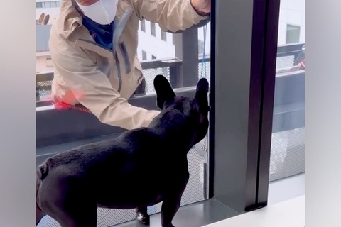 『窓掃除の作業員』と遭遇した犬→『邪魔じゃないかな』と思ったら…微笑ましい『やり取り』が54万再生「おじさんニッコニコｗ」「全員かわいい」