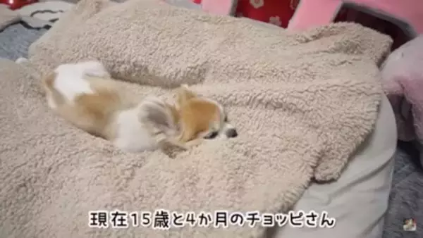 『今までありがとう』15歳の高齢犬ができなくなったこと…切なすぎる『なでて』と飼い主が気付いた大切なことに涙「泣いた」「無償の愛」と感動