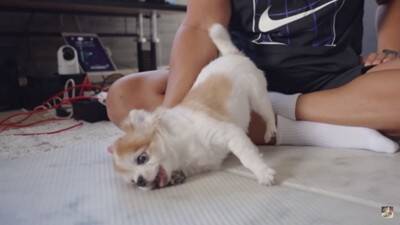 『今までありがとう』15歳の高齢犬ができなくなったこと…切なすぎる『なでて』と飼い主が気付いた大切なことに涙「泣いた」「無償の愛」と感動