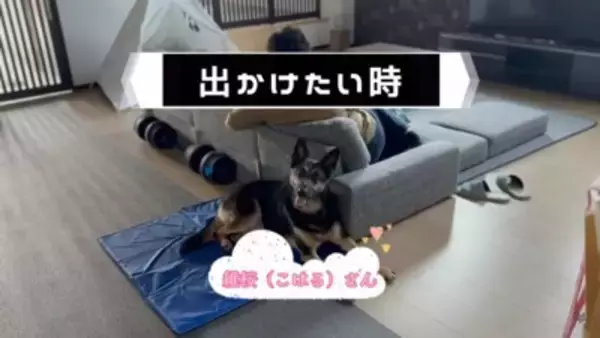 心の底から散歩に行きたくない犬…飼い主泣かせの『断固拒否』に腹筋崩壊「分かりやすくて可愛いｗｗ」「そういう時あるよね」と18万再生