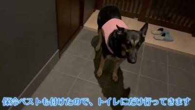 心の底から散歩に行きたくない犬…飼い主泣かせの『断固拒否』に腹筋崩壊「分かりやすくて可愛いｗｗ」「そういう時あるよね」と18万再生
